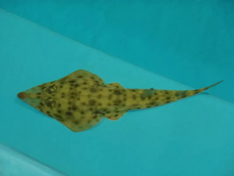 Rhinobatos austini
