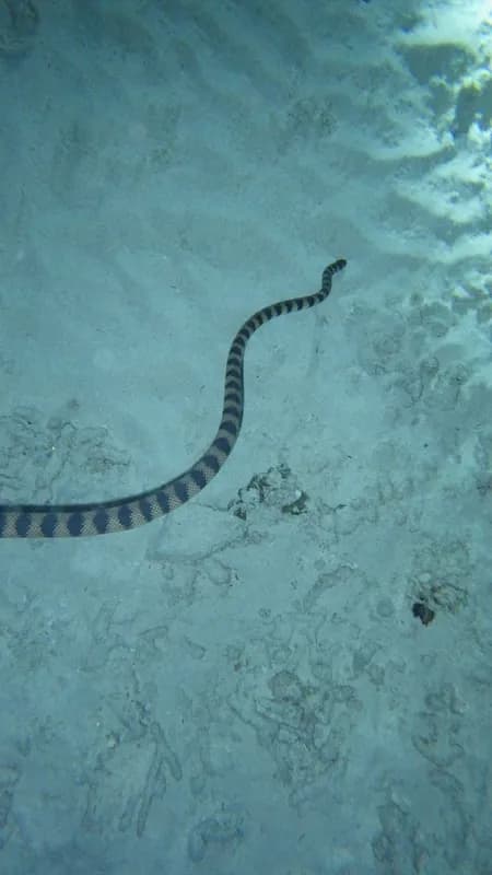 Blotch-Backed Giant Sea Snake (Hydrophis spiralis)