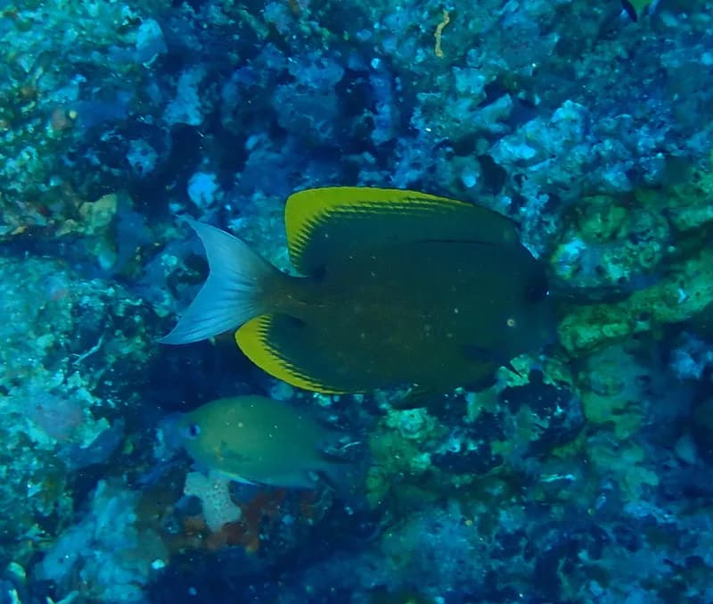 Bristletooth (Ctenochaetus tominiensis)