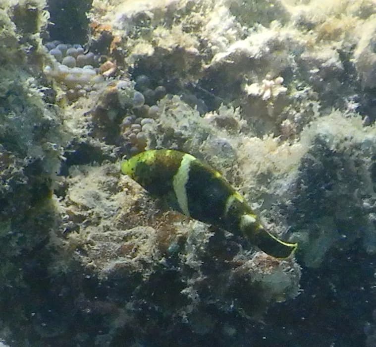 Blackeye Thicklip (Hemigymnus melapterus)