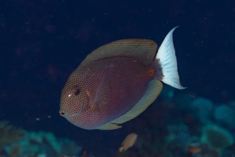 Bluelined Surgeonfish (Acanthurus nubilus)