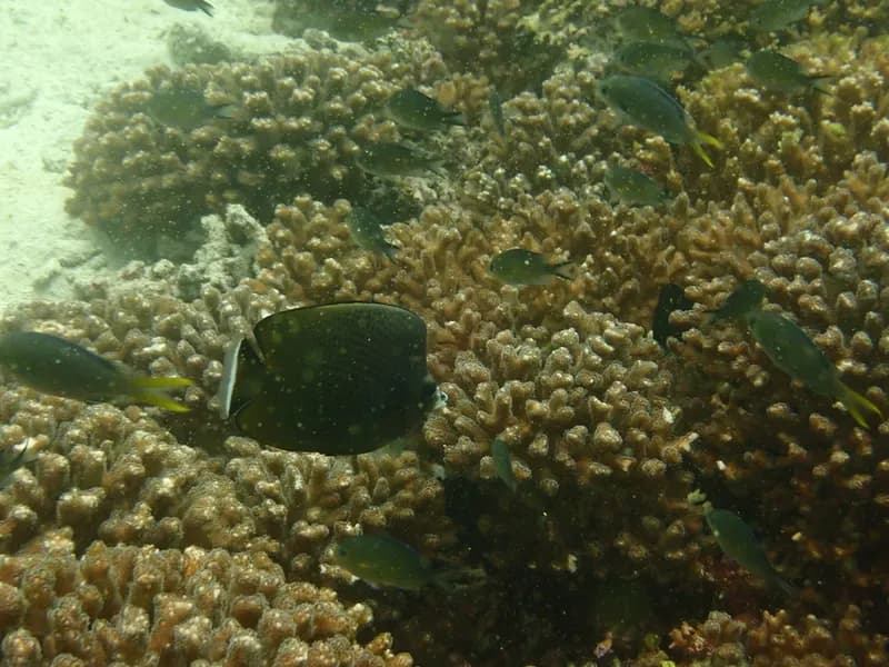 Black-Spotted Butterflyfish (Chaetodon nigropunctatus)