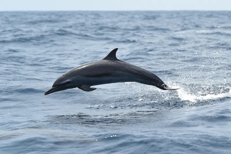 Cape Dolphin (Stenella attenuata)