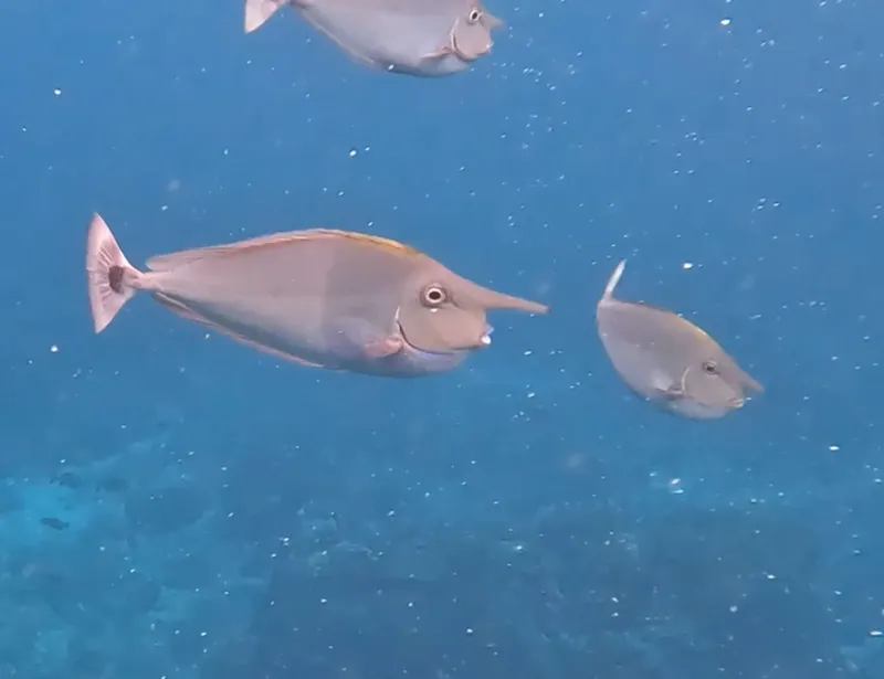 Spotted Unicornfish (Naso brevirostris)