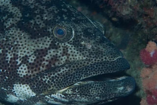 Malabar Grouper (Epinephelus malabaricus)