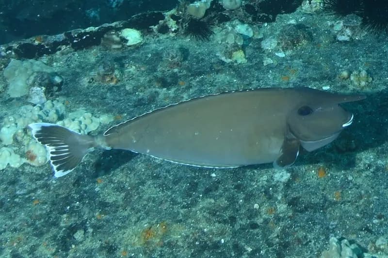 White Margin Unicornfish (Naso annulatus)