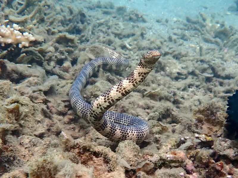 Dubois' Sea Snake (Aipysurus duboisii)