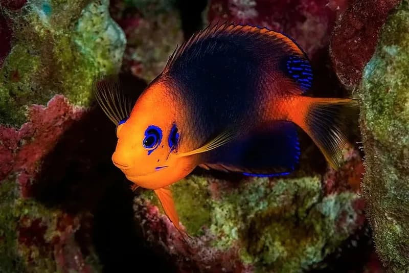 Dwarf Angelfish (Centropyge hotumatua)