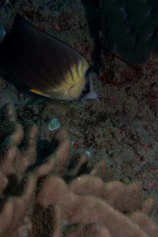 Brownburnie (Chaetodon blackburnii)