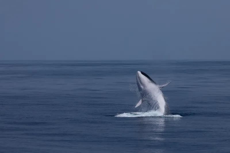 Big Finner (Balaenoptera physalus)