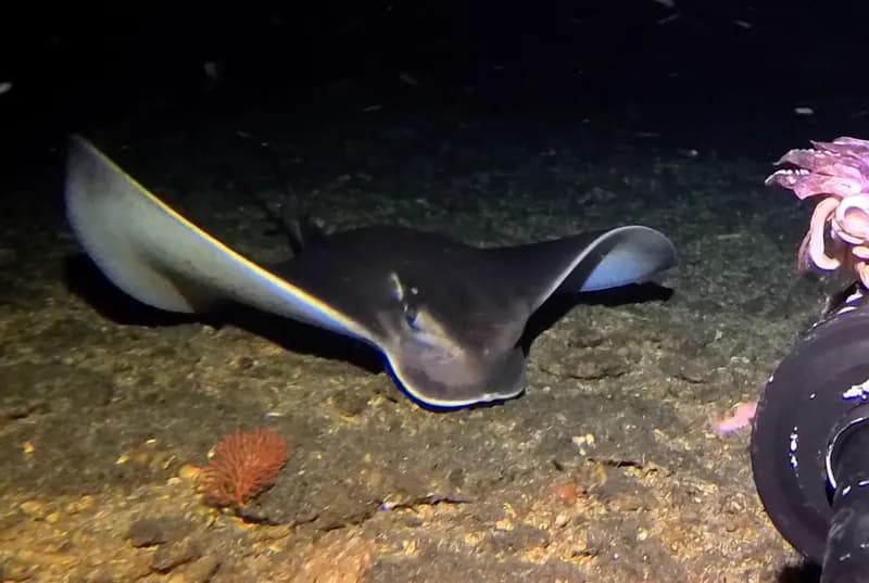 Myliobatis hamlyni