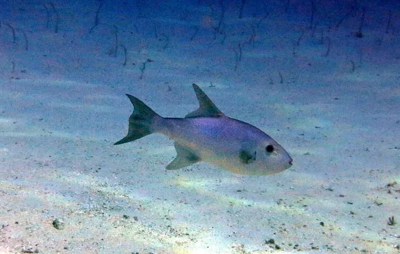 Canthidermis macrolepis