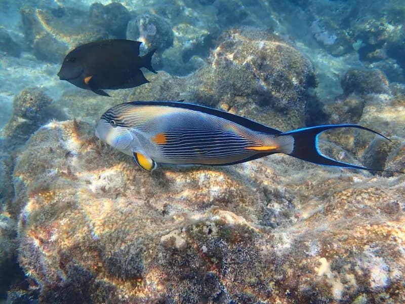 Red Sea Surgeonfish (Acanthurus sohal)