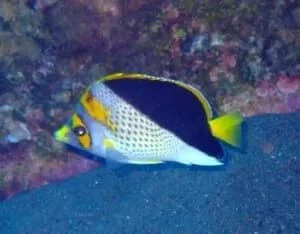Yellow-Crowned Butterflyfish (Chaetodon flavocoronatus)