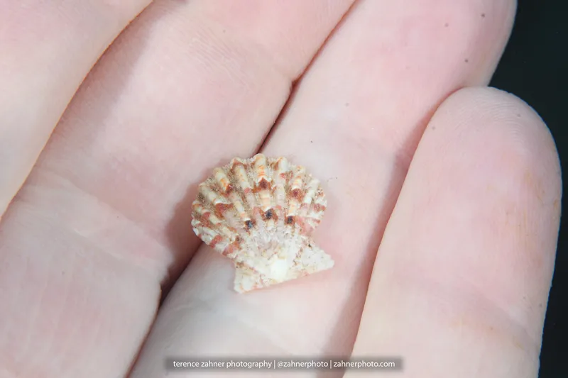 Antillipecten antillarum
