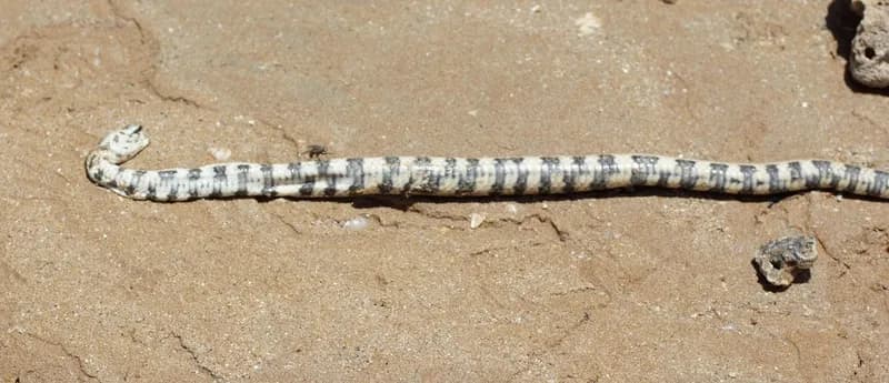 Port Darwin Sea Snake (Hydrelaps darwiniensis)