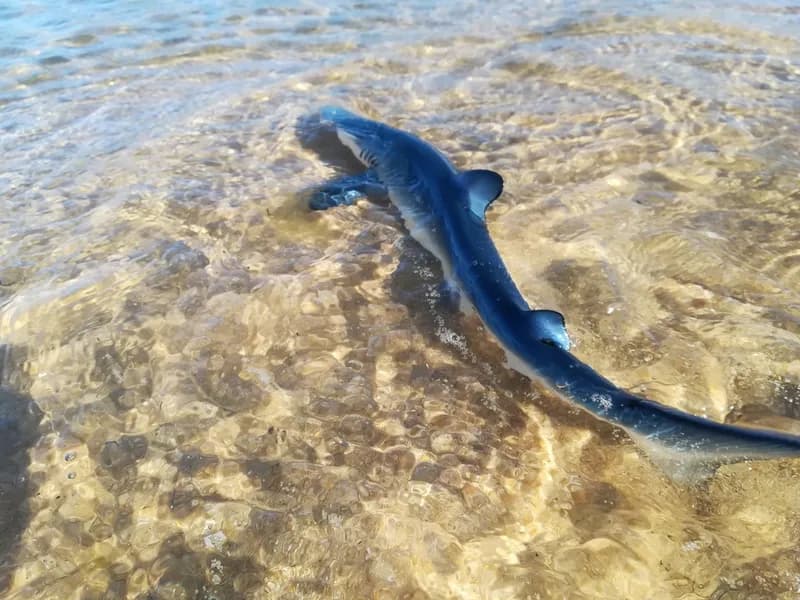Blue Shark (Prionace glauca)