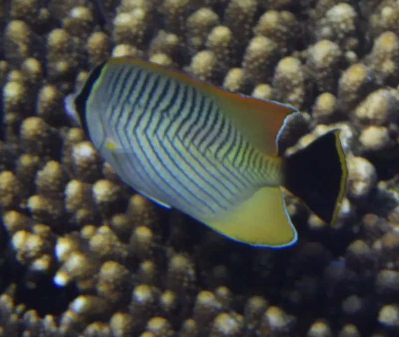 Chevron Butterflyfish (Chaetodon trifascialis)