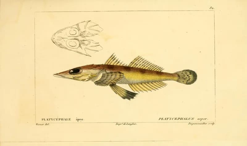 Rogadius asper