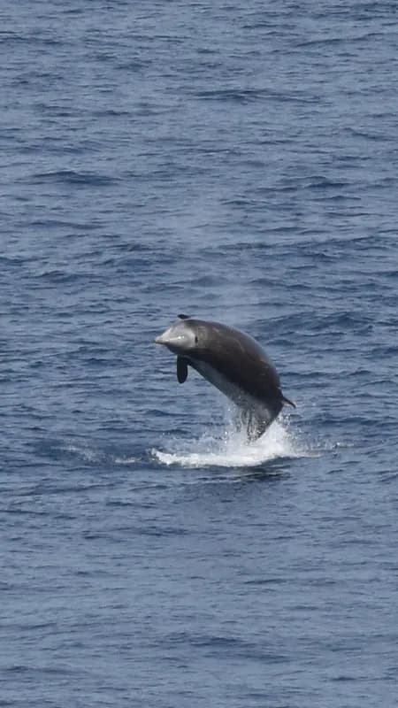 Ziphius cavirostris