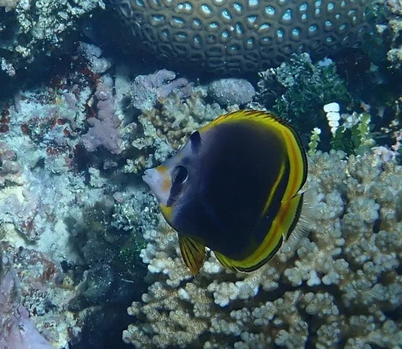 Black Butterflyfish (Chaetodon flavirostris)