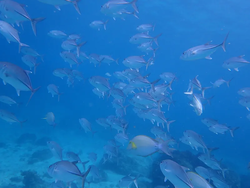 Bigeye Trevally (Caranx sexfasciatus)