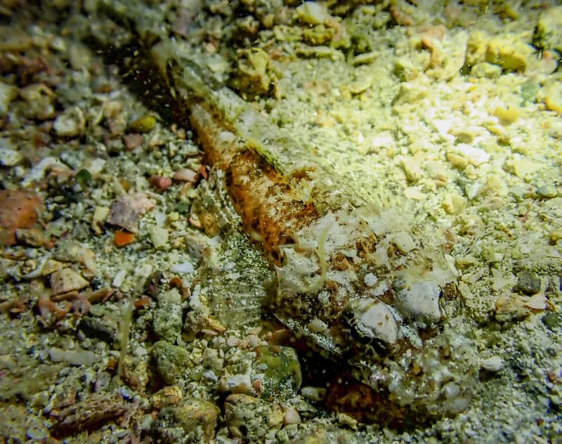 Thysanophrys celebica