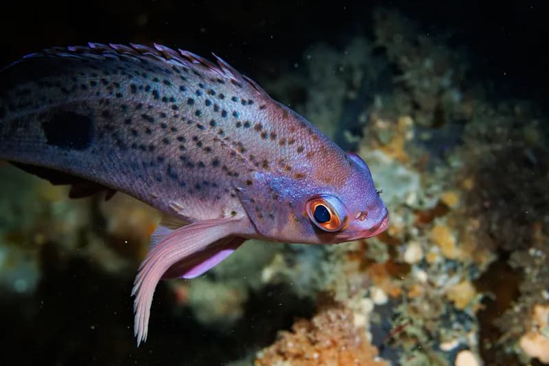 Red Perch (Caesioperca lepidoptera)