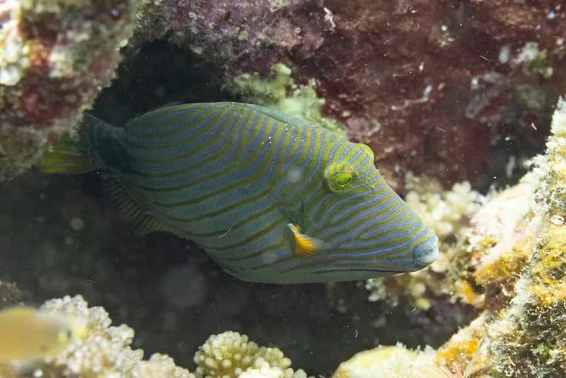 Balistapus undulatus