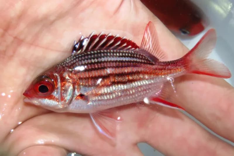 Neoniphon vexillarium