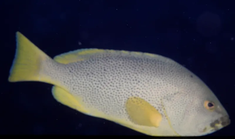 Blue Mori Cod (Epinephelus cyanopodus)