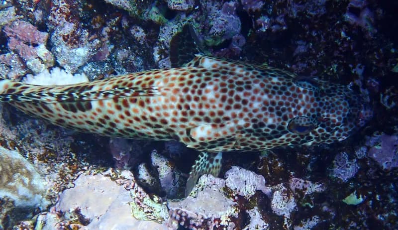 Greasy Grouper (Epinephelus tauvina)