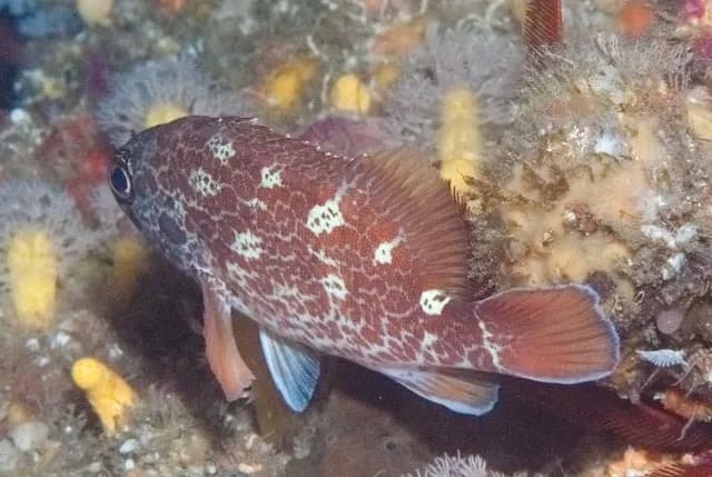 Scalyjaw Koester (Acanthistius joanae)