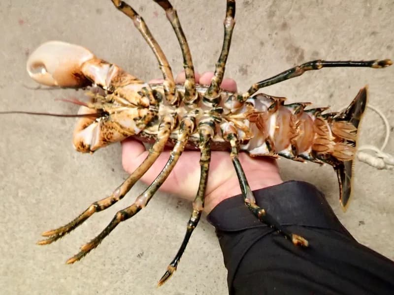 Common Lobster (Homarus gammarus)