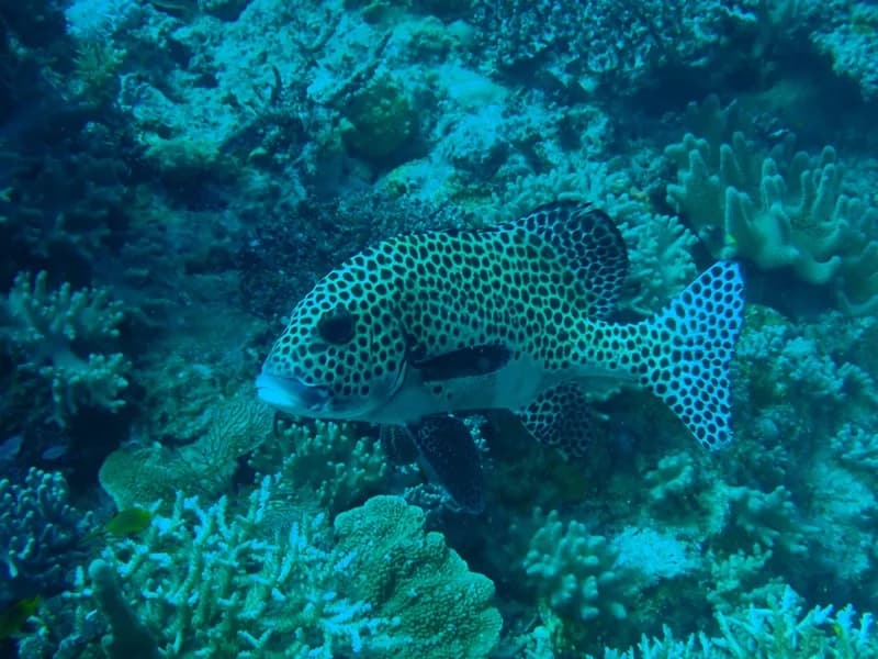 Plectorhinchus chaetodonoides