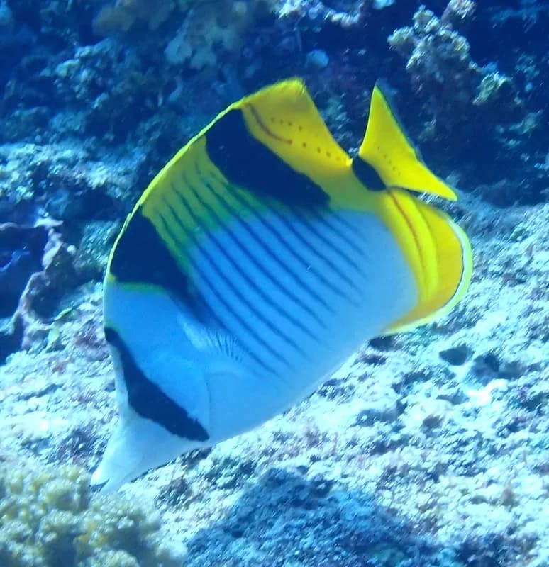 Blackwedged Butterflyfish (Chaetodon falcula)