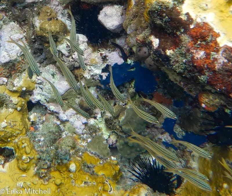 Brachygenys chrysargyrea