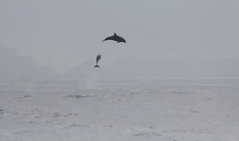 Black Porpoise (Tursiops truncatus)