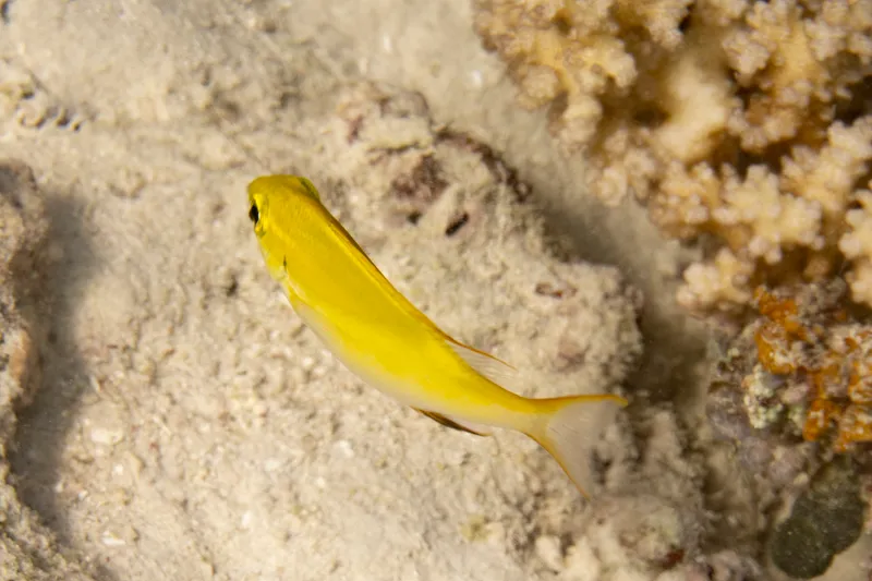 Bridled Monacle Bream (Scolopsis bilineata)