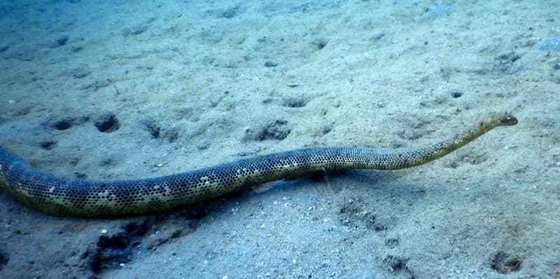 Hydrophis peronii