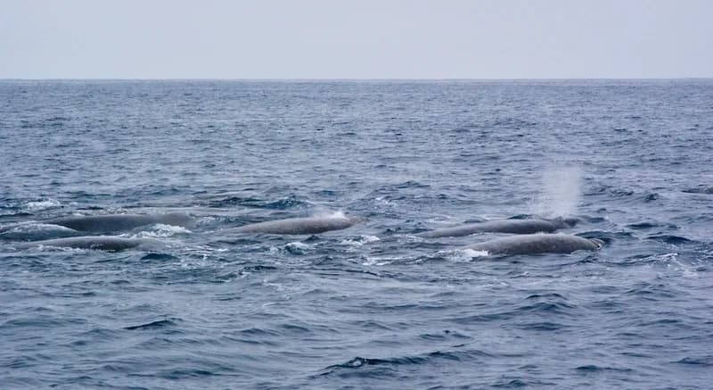 Berardius bairdii