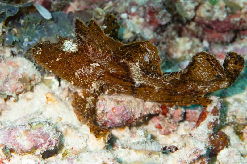 Taenianotus triacanthus