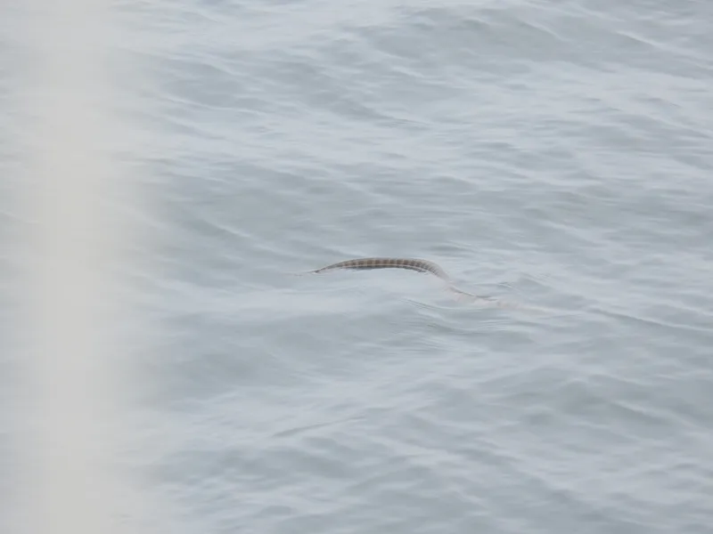 Hydrophis curtus