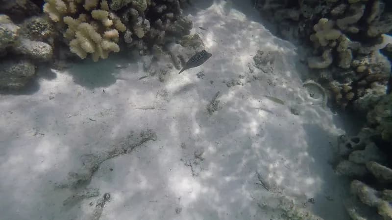 Spotted Sharpnose (Canthigaster solandri)