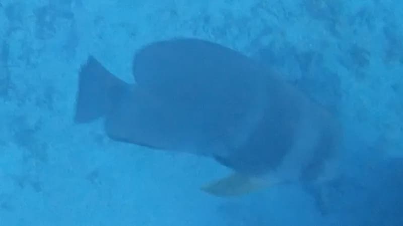 Blunthead Batfish (Platax teira)
