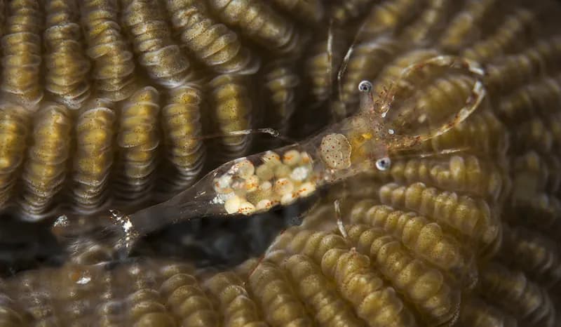 Urocaris longicaudata