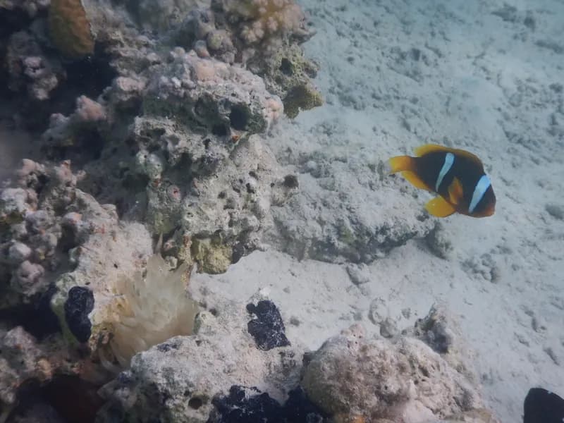 Twoband Anemonefish (Amphiprion bicinctus)