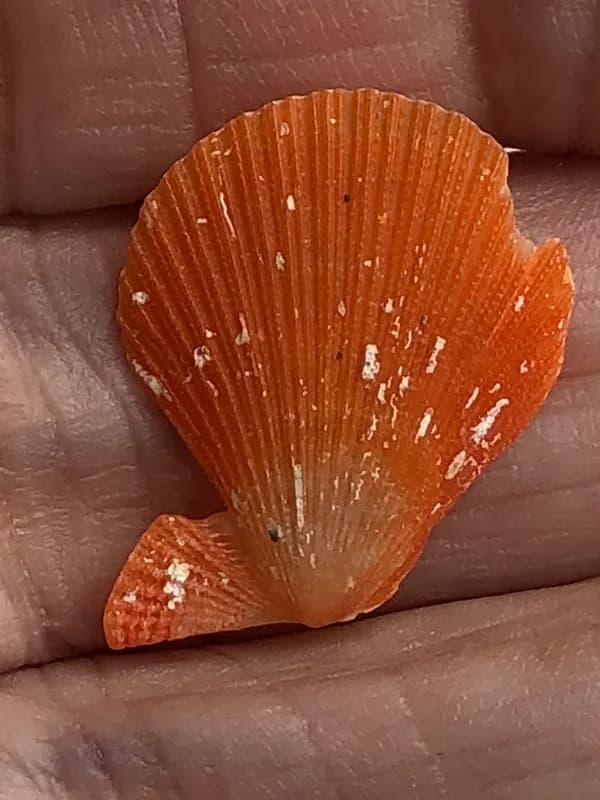 Caribachlamys sentis