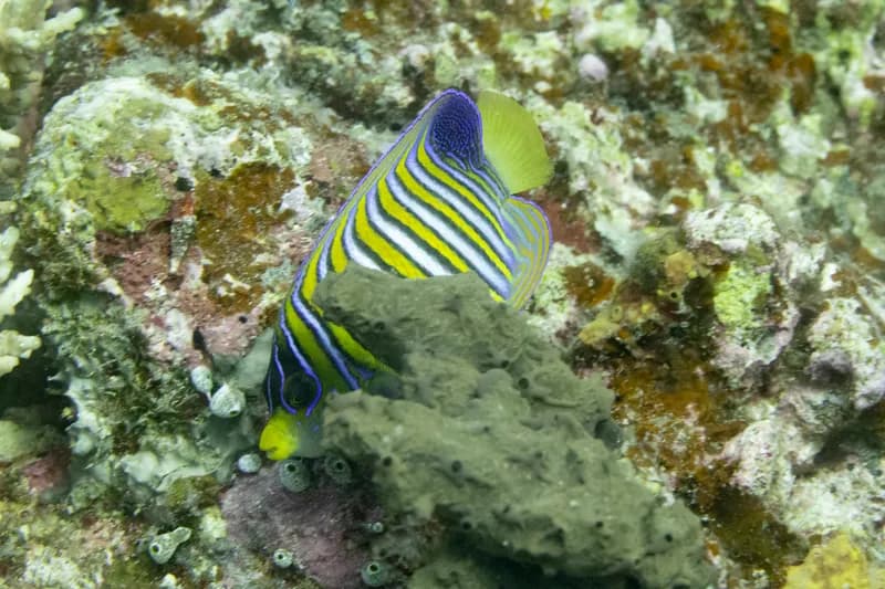 Regal Angelfish (Pygoplites diacanthus)