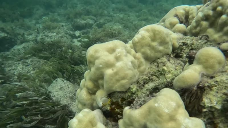 Melon Butterflyfish (Chaetodon trifasciatus)
